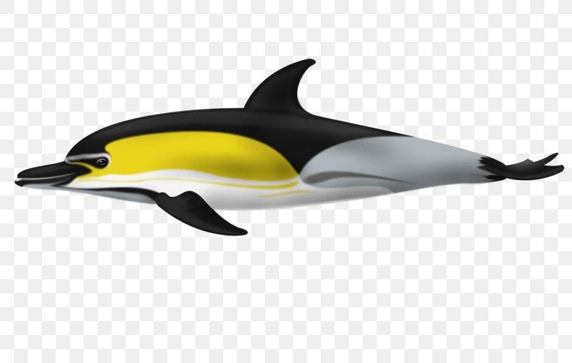 Short-beaked Common Dolphin Tucuxi White-beaked Dolphin Porpoise Common Bottlenose Dolphin, PNG, 800x520px, Shortbeaked Common Dolphin, Automotive Design, Beaked Whale, Bottlenose Dolphin, Chinese White Dolphin Download Free