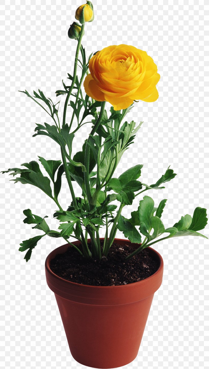 Flower Vase Rose Yellow, PNG, 1367x2418px, Flower, Cut Flowers, Designer, Flowering Plant, Flowerpot Download Free