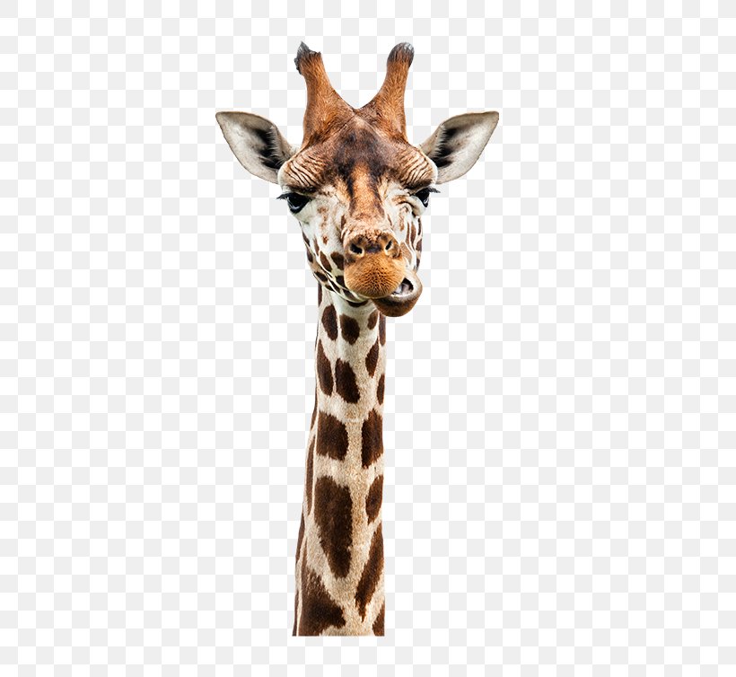 Giraffe Stock Photography Royalty-free, PNG, 650x754px, Giraffe, Animal Figure, Depositphotos, Giraffidae, Horn Download Free