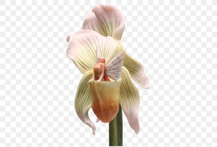 Slipper Orchids Showy Lady's Slippers Flower Plant Stem Petal, PNG, 555x555px, Flower, Collectable, Dark Knight Armoury, Ebay, Fairy Download Free