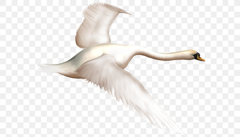 Duck Bird Mute Swan Goose, PNG, 600x470px, Duck, Beak, Bird, Bird Flight, Black Swan Download Free