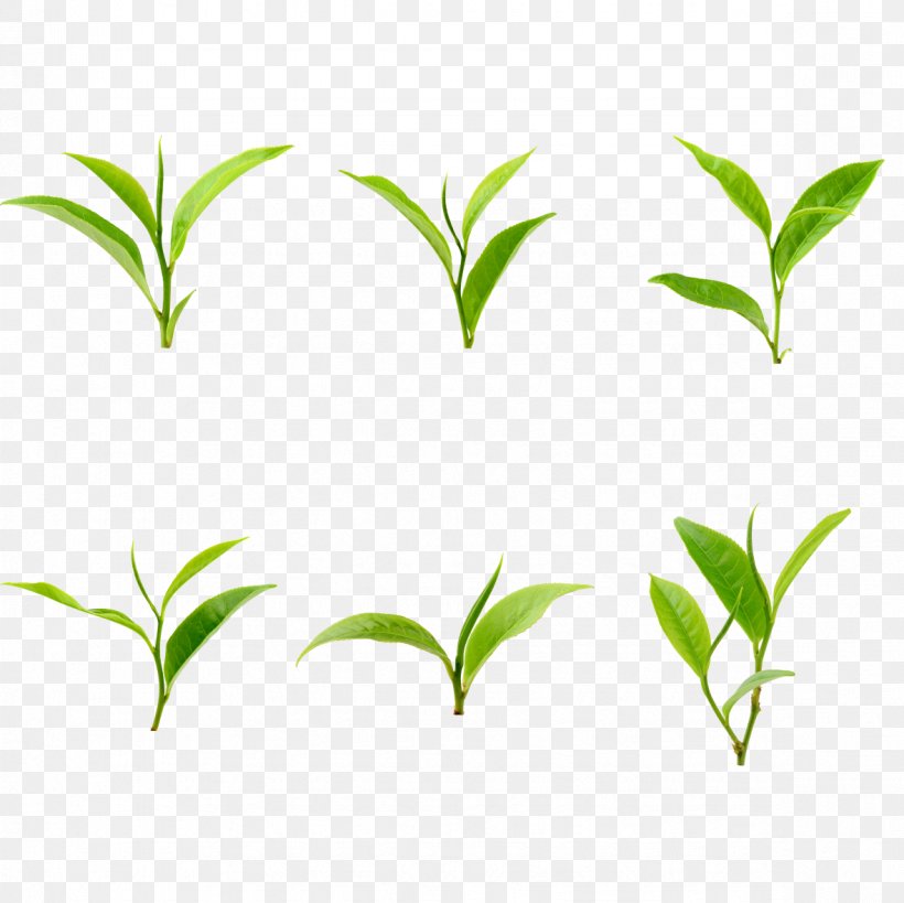Green Leaf Grass Branch, PNG, 1181x1181px, Green, Area, Branch, Grass, Lawn Download Free