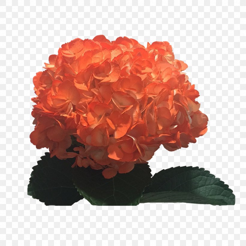 Hydrangea Orange Colombia Cut Flowers, PNG, 900x900px, Hydrangea, Colombia, Colombians, Cornales, Cut Flowers Download Free