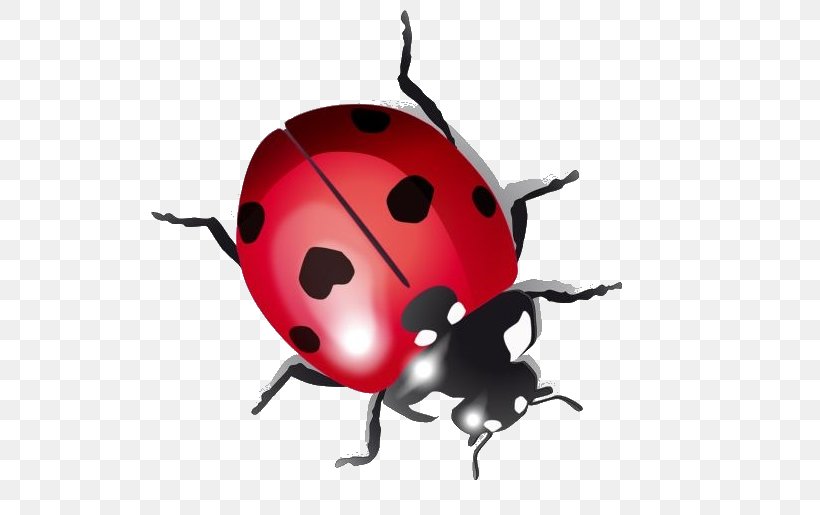 Ladybird Beetle Drawing, PNG, 600x515px, Ladybird Beetle, Arthropod, Asian Lady Beetle, Beetle, Drawing Download Free