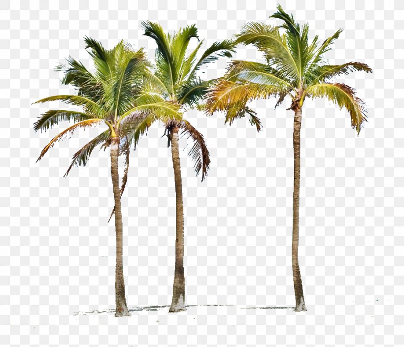 Miami Indian Shores Plumlee Gulf Beach Realty West Palm Beach, PNG, 930x800px, Miami, Arecales, Asian Palmyra Palm, Attalea Speciosa, Beach Download Free