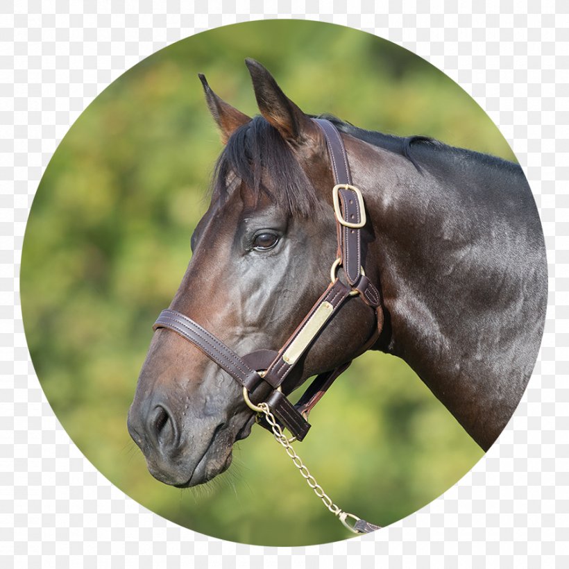 Bridle Mustang Stallion Mare Halter, PNG, 900x900px, Bridle, Grass, Halter, Horse, Horse Harness Download Free