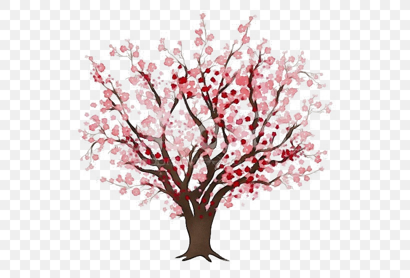 Cherry Blossom, PNG, 556x556px, Watercolor, Blossom, Branch, Cherry Blossom, Flower Download Free