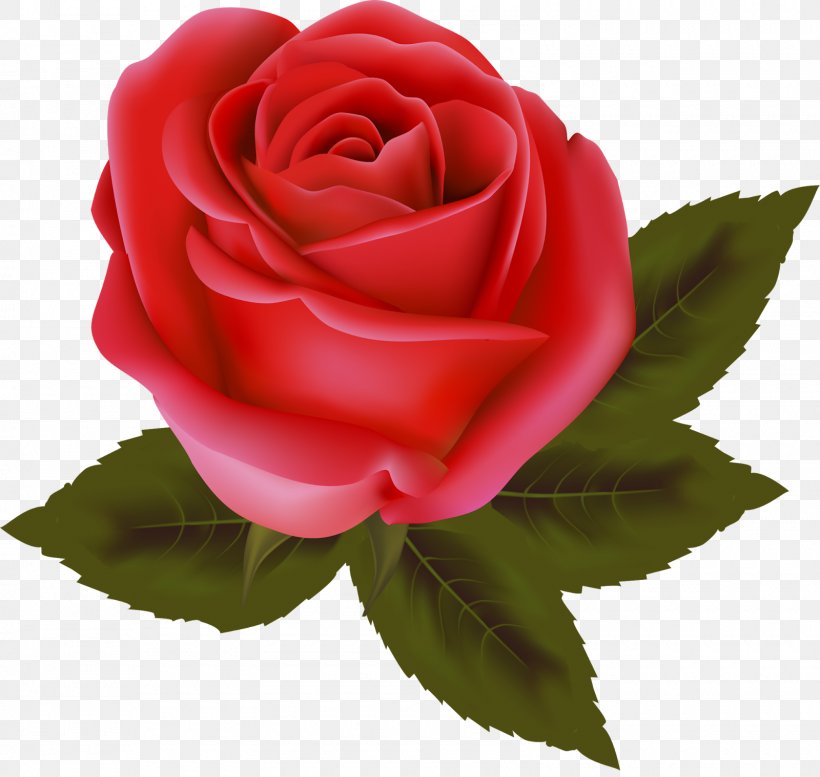Garden Roses China Rose Cabbage Rose Valentine's Day Floribunda, PNG, 1600x1518px, Garden Roses, Cabbage Rose, China Rose, Close Up, Cut Flowers Download Free
