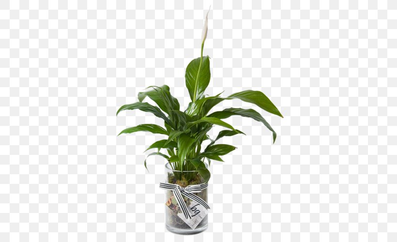 Houseplant Peace Lily Leaf Plant Stem, PNG, 500x500px, Plant, Cyclamen, Evergreen, Flower, Flowerpot Download Free