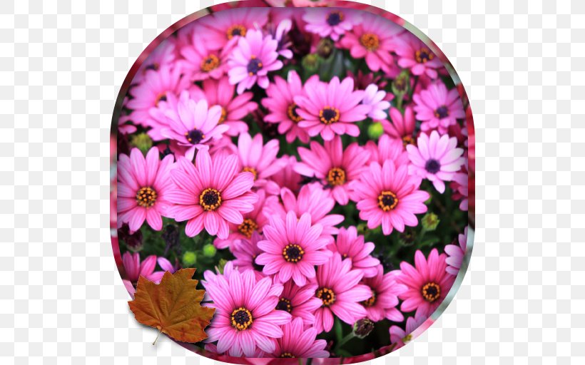 Chrysanthemum Amazon.com Daisy Family Livingstone Daisy Cut Flowers, PNG, 512x512px, Chrysanthemum, Amazoncom, Annual Plant, Aster, Chrysanths Download Free