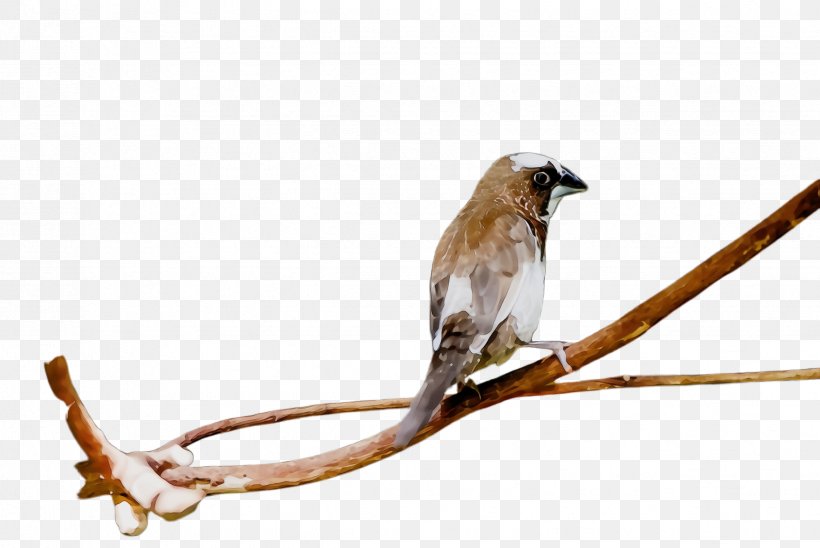 Bird Beak Branch Perching Bird Twig, PNG, 2448x1636px, Watercolor, Beak, Bird, Branch, House Sparrow Download Free