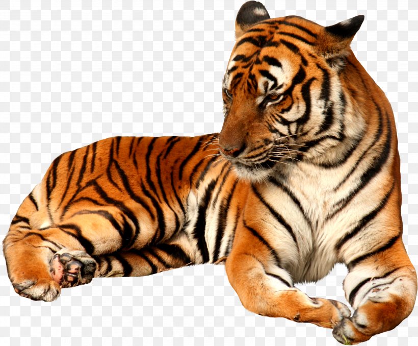 Clip Art White Tiger Felidae Bengal Tiger, PNG, 2863x2369px, White Tiger, Animal Figure, Bengal Tiger, Big Cat, Big Cats Download Free