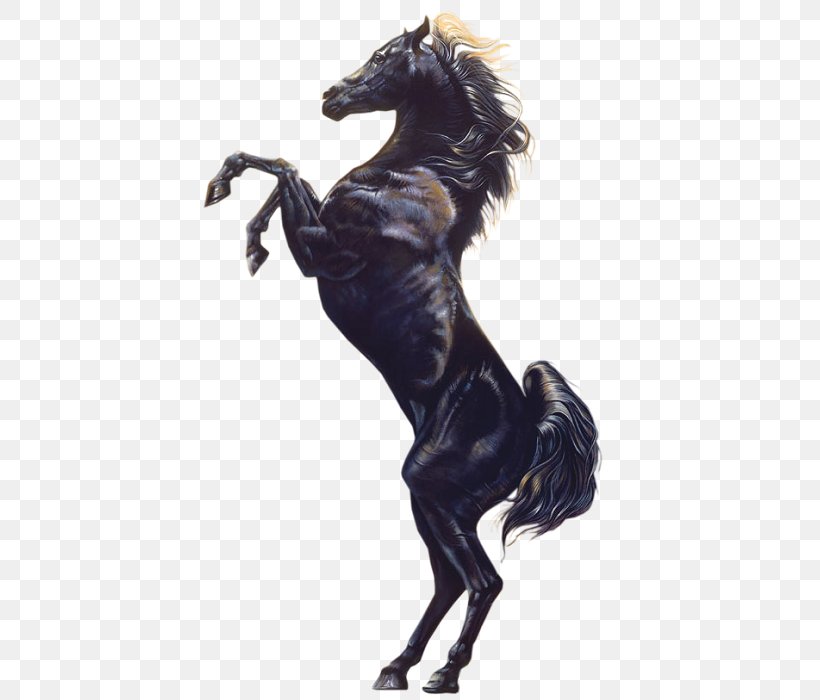 Stallion Arabian Horse YouTube Black Film, PNG, 429x700px, Stallion, Arabian Horse, Black, Black Stallion, Black Stallion Returns Download Free
