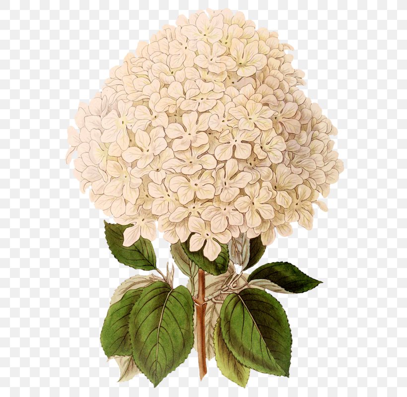 French Hydrangea Flower Clip Art, PNG, 607x800px, French Hydrangea, Cornales, Cut Flowers, Drawing, Floral Design Download Free