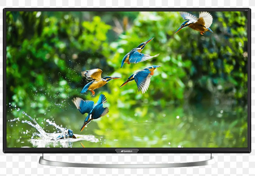 LED-backlit LCD High-definition Television Sansui Electric Smart TV, PNG, 1500x1036px, 4k Resolution, Ledbacklit Lcd, Bird, Computer Monitor, Display Device Download Free