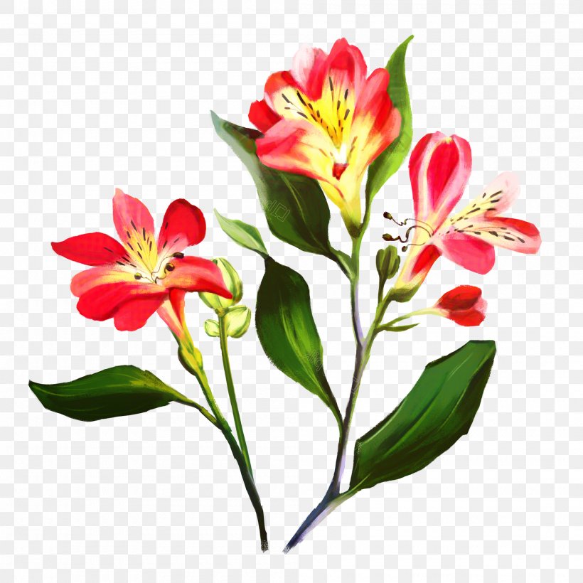 Lily Flower Cartoon, PNG, 2000x2000px, Lily Of The Incas, Artificial Flower, Cut Flowers, Family, Fire Lily Download Free