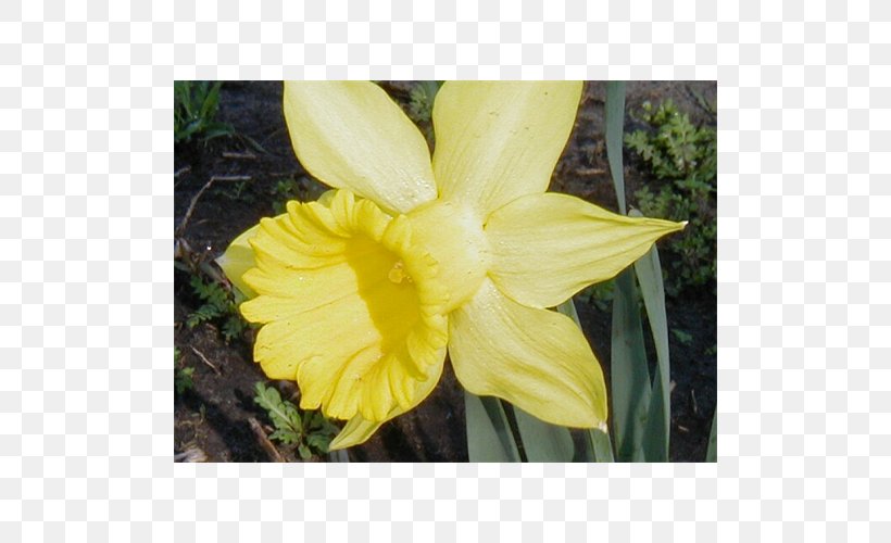 Narcissus Canna Flower Petal Daylily, PNG, 500x500px, Narcissus, Amaryllis, Amaryllis Family, Canna, Canna Family Download Free