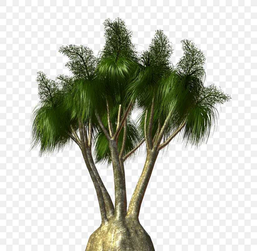 Asian Palmyra Palm Arecaceae Tree Flowerpot Shrub, PNG, 707x800px, Asian Palmyra Palm, Arecaceae, Arecales, Borassus, Borassus Flabellifer Download Free