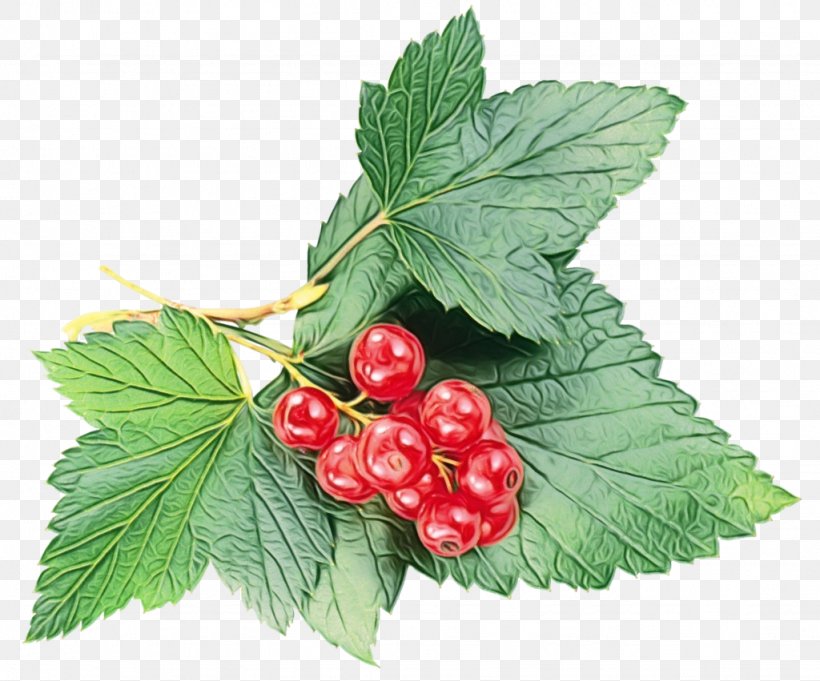 Berry Plant Leaf Flower Flowering Plant, PNG, 1024x851px, Watercolor, Berry, Flower, Flowering Plant, Food Download Free