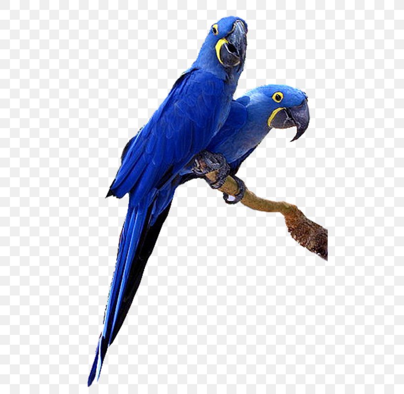 Budgerigar Hyacinth Macaw Parrot Bird, PNG, 598x800px, Budgerigar, Anodorhynchus, Beak, Bird, Blueandyellow Macaw Download Free