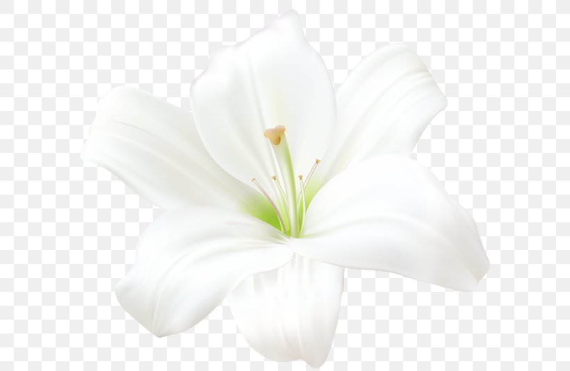 Flower Madonna Lily Light Clip Art, PNG, 600x534px, Flower, Amaryllis Belladonna, Arumlily, Blue, Color Download Free