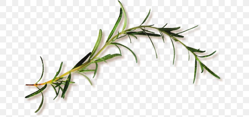 Leaf Branch, PNG, 658x386px, Leaf, Branch, Grass, Green, Plant Download Free