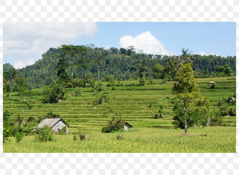 Mount Scenery Plant Community Nature Reserve Vegetation Grassland, PNG, 800x600px, Mount Scenery, Agriculture, Community, Farm, Field Download Free