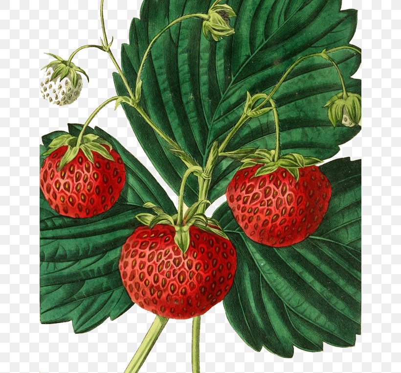 Strawberry Painting Fruit Drawing Illustration, PNG, 658x762px, Strawberry, Aedmaasikas, Amorodo, Art, Berry Download Free