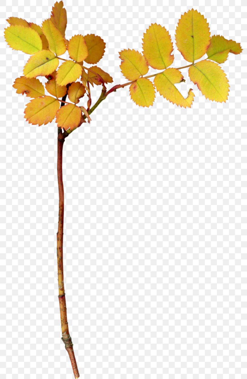 Tree Leaf Branch Shrub Clip Art, PNG, 800x1257px, Tree, Autumn, Branch, Cut Flowers, Deciduous Download Free