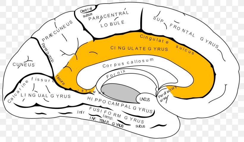 Anterior Cingulate Cortex Cerebral Cortex Gyrus Corpus Callosum, PNG, 1025x598px, Watercolor, Cartoon, Flower, Frame, Heart Download Free