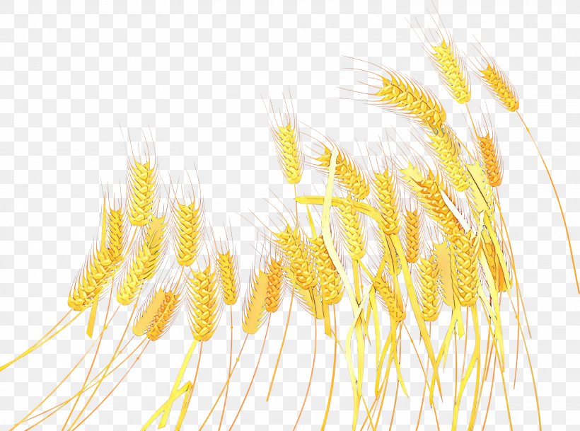 Emmer Cereal Germ Line Grain, PNG, 3000x2229px, Emmer, Cereal, Cereal Germ, Grain, Plant Download Free