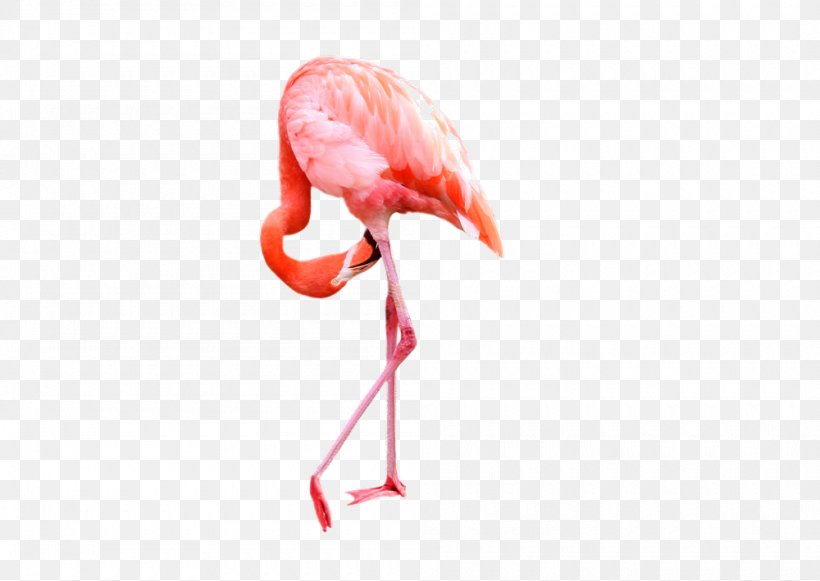 Flamingo Clip Art, PNG, 1000x709px, Flamingo, Beak, Bird, Coreldraw, Flamingos Download Free