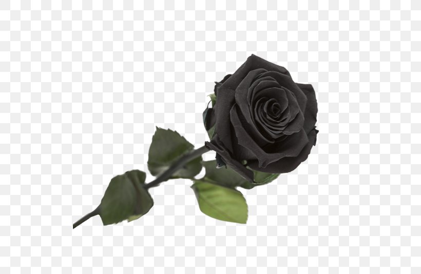 Garden Roses Black Rose Flower, PNG, 536x534px, Garden Roses, Artificial Flower, Black, Black Rose, Cut Flowers Download Free