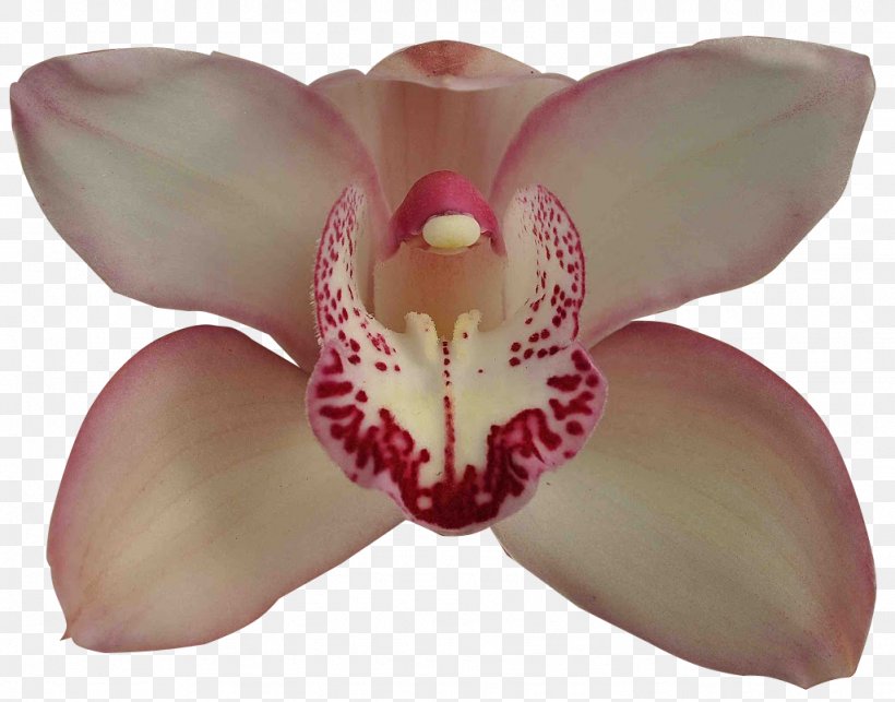 Moth Orchids Boat Orchid Cultivar Adubação, PNG, 1024x803px, Moth Orchids, Boat Orchid, Cultivar, Flower, Flowering Plant Download Free