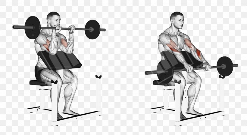 Weight Training Barbell Squat Exercise Muscle, PNG, 1024x562px, Weight Training, Arm, Balance, Barbell, Bench Download Free