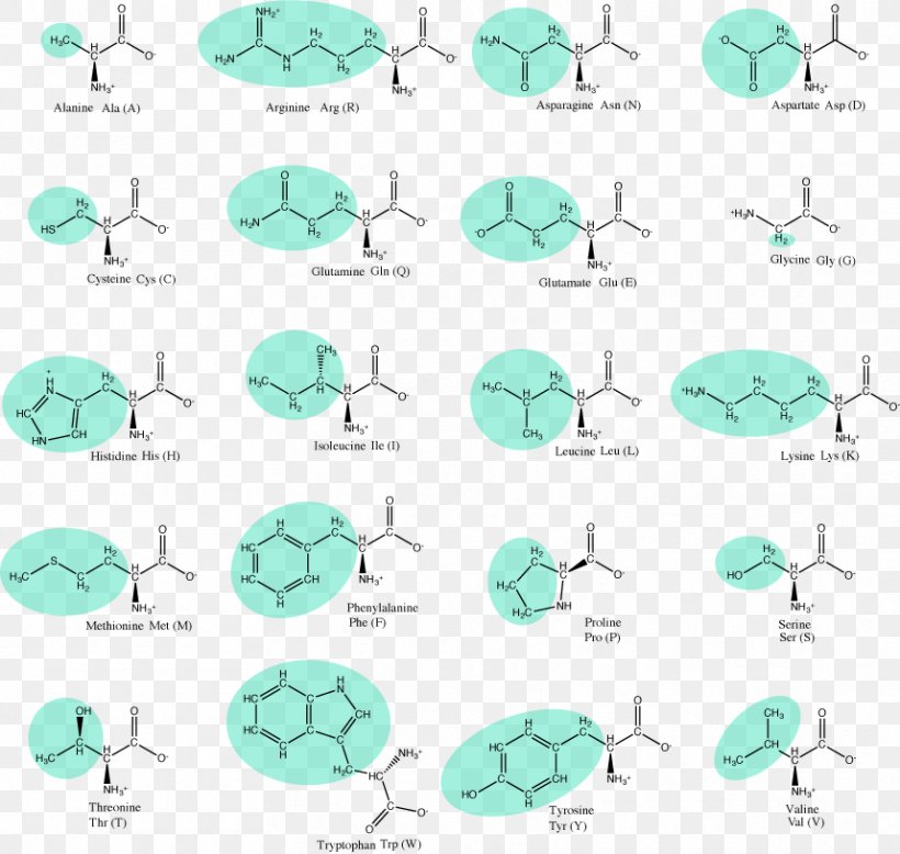 Essential Amino Acid Amine Side Chain, PNG, 858x815px, Amino Acid, Acid, Acid Catalysis, Amine, Amphoterism Download Free
