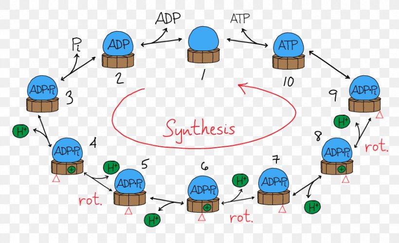 ATP Synthase Adenosine Triphosphate Chemical Synthesis F-ATPase, PNG, 882x538px, Atp Synthase, Adenosine Triphosphate, Atpase, Biology, Biosynthesis Download Free