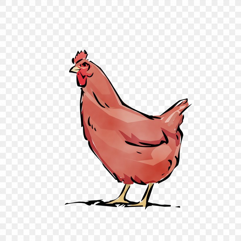 Chicken Bird Rooster Cartoon Beak, PNG, 3000x3000px, Watercolor, Beak, Bird, Cartoon, Chicken Download Free