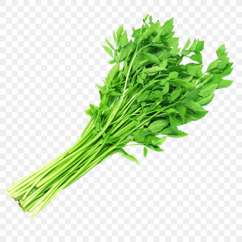 Coriander Parsley Water Celery Vegetable, PNG, 1200x1200px, Coriander, Bargli Sabzavotlar, Cauliflower, Celery, Chinese Celery Download Free
