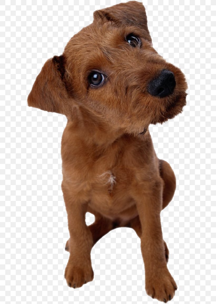 Dog Pet Cat Puppy Stanley Coren, PNG, 618x1150px, Dog, Airedale Terrier, Animal, Animal Rescue Group, Basset Fauve De Bretagne Download Free