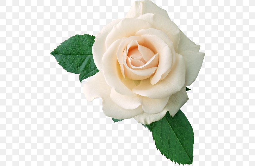Rose White Flower Clip Art, PNG, 500x535px, Rose, Artificial Flower, Color, Cut Flowers, Floribunda Download Free