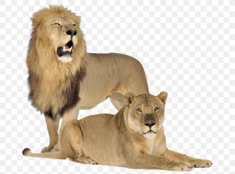 Lion Cubs Tiger Cat White Lion, PNG, 777x608px, Lion, Animal, Big Cats, Carnivoran, Cat Download Free