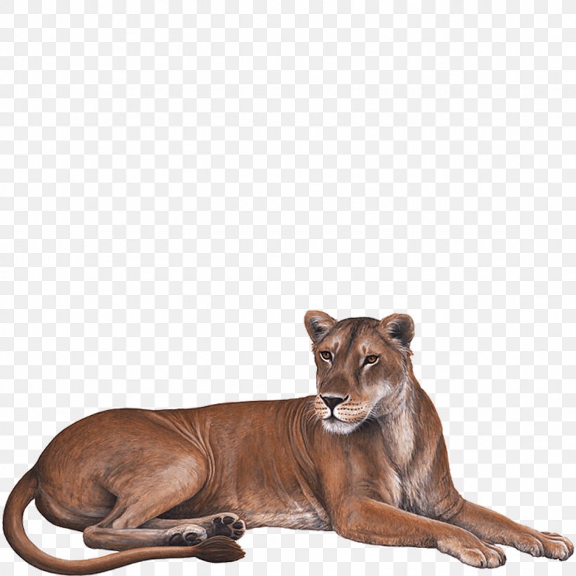 Lion Wall Decal Sticker, PNG, 1024x1024px, Lion, Art, Big Cats, Carnivoran, Cat Like Mammal Download Free