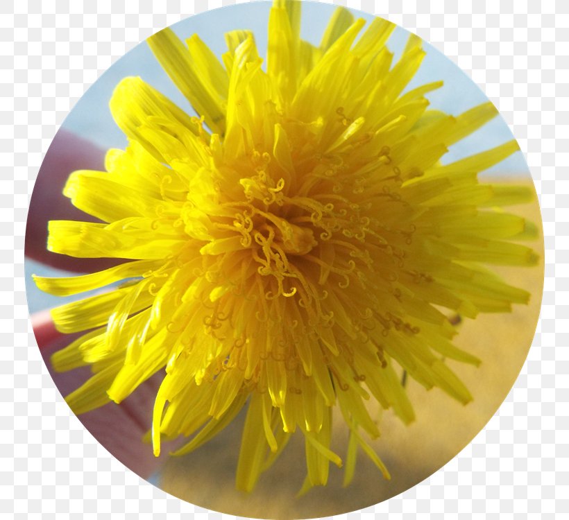 Dandelion Chrysanthemum, PNG, 750x750px, Dandelion, Chrysanthemum, Chrysanths, Daisy Family, Flower Download Free
