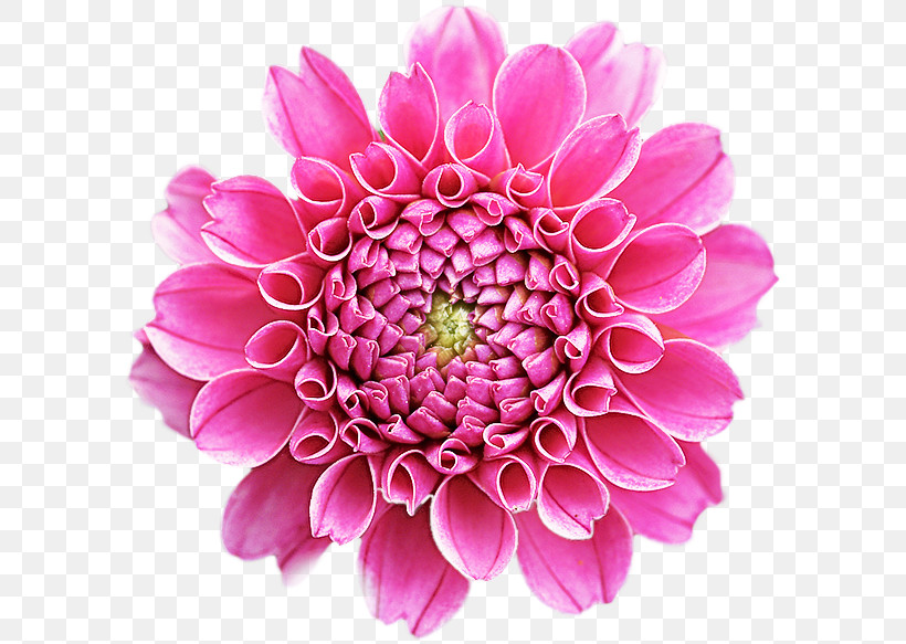 Floral Design, PNG, 600x583px, Flower, Aster, Cut Flowers, Dahlia, Daisy Family Download Free