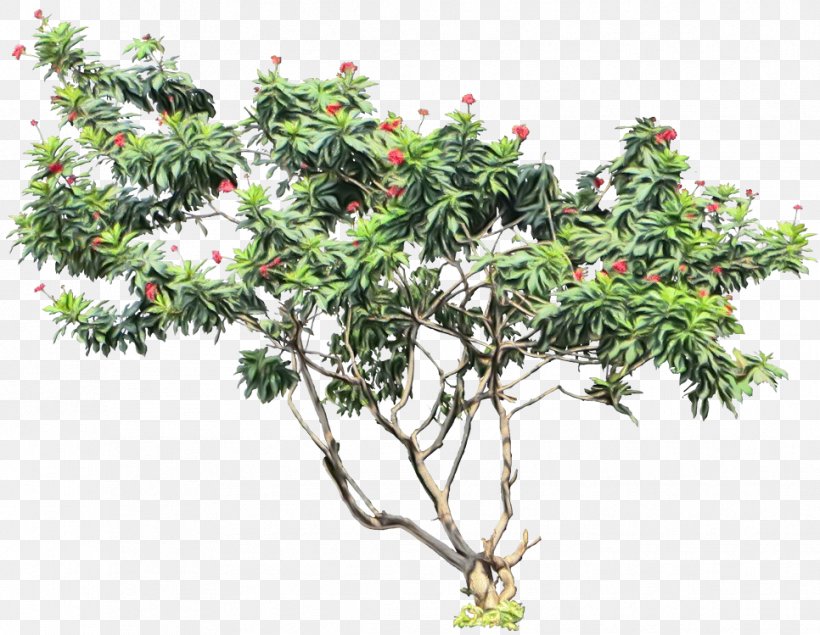 Tree Peregrina Transparency Shrub, PNG, 966x749px, Tree, Branch, Bucida Buceras, Daphne, Evergreen Download Free