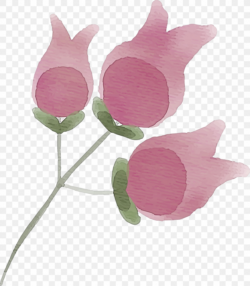 Pink Flower Plant Petal Tulip, PNG, 2626x3000px, Pink, Anthurium, Cut Flowers, Flower, Herbaceous Plant Download Free