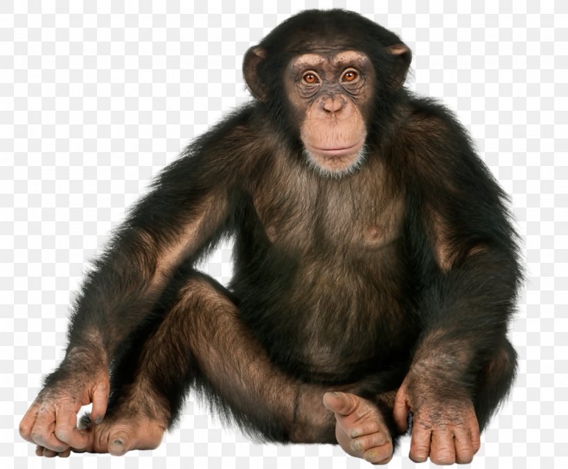 Gorilla Monkey Ape Image, PNG, 1024x847px, Gorilla, Ape, Art, Common Chimpanzee, Laugh Download Free