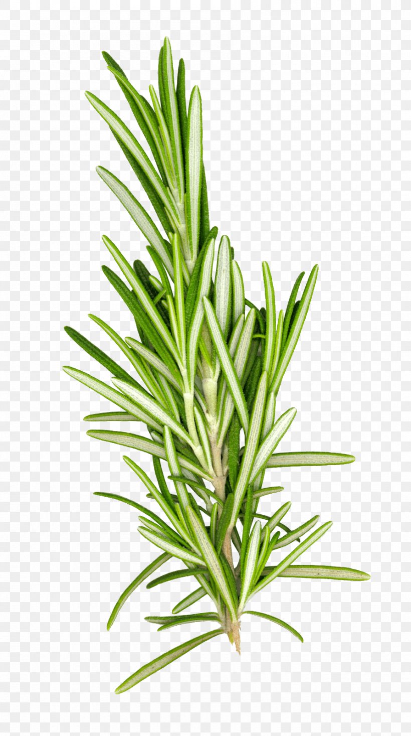 Rosemary Herb Spice Oil, PNG, 894x1600px, Rosemary, Bronte Pistachio, Chili Pepper, Condiment, Flavor Download Free