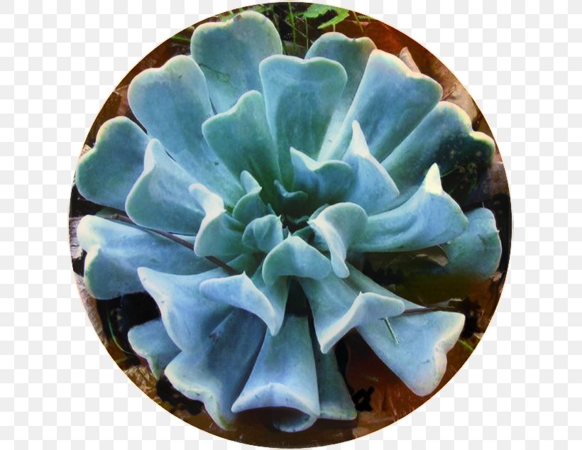 White Flower, PNG, 629x634px, Flower, Agave, Blue, Dishware, Echeveria Download Free